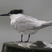 Sandwich Tern